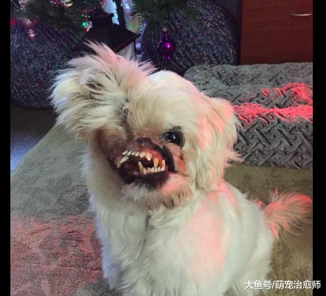 40多天大的狗狗被人故意潑上硫酸，臉部嚴重毀容已做數十次手術！