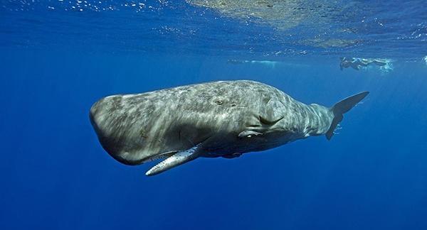 为什么鲸鱼下潜到两千米深没事，而钢铁打造的核潜艇会被压扁？