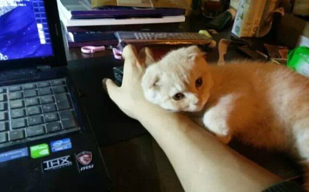 橘猫终于找到合适的工作了