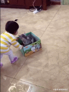 小主人和猫咪玩耍时，看到金毛不高兴赶紧上前拥抱，画面好有爱啊