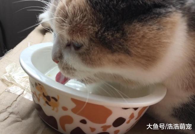 不管宠主多节俭，养猫的时候，都要及时更换家里的这4样东西！