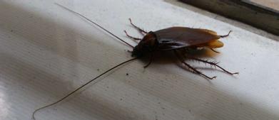 我国最牛蟑螂药，不是“土豆”，厨房角落放一个，家里蟑螂不见踪影