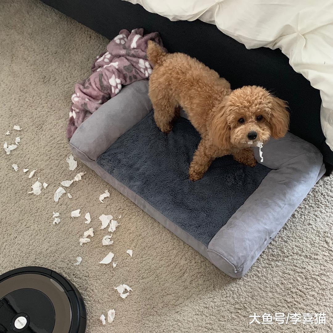 铲屎官看到狗狗拆家破坏玩具先不要责骂，这五个拆家原因了解一下