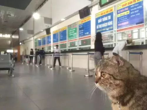 第一次帶貓出遠門，在候車室時貓一直這表情……