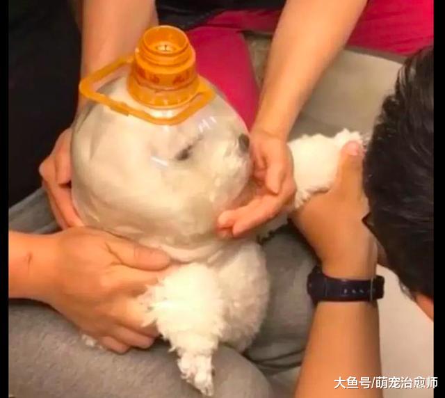 三个人合力给狗狗剪指甲，还用半个瓶子套住它的头，是太空狗吗？
