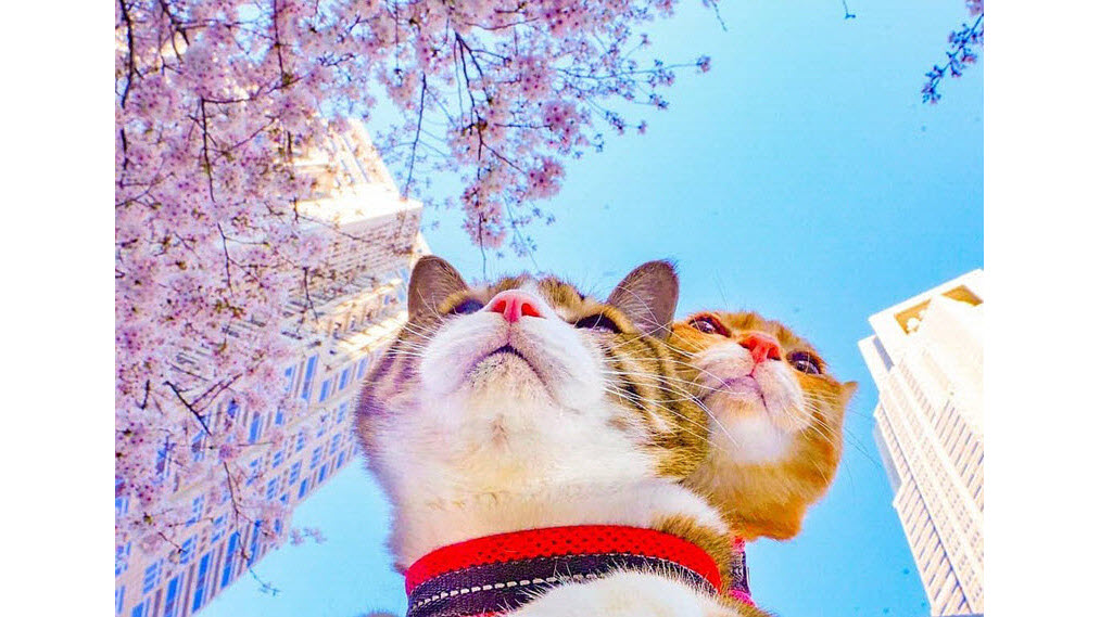 真事！科技公司的CEO竟然聘任两只猫咪为员工并带它们到处旅行