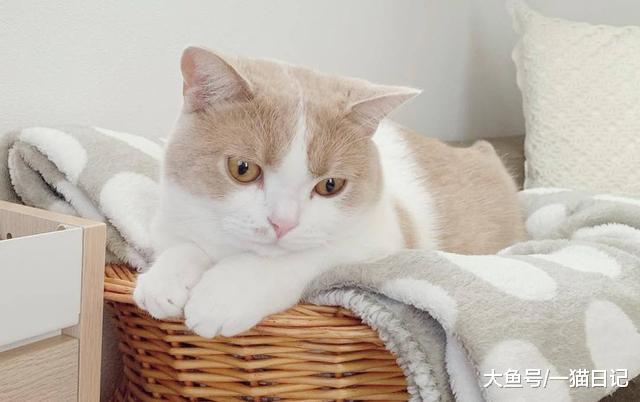 什么是猫“阿司匹林中毒”？