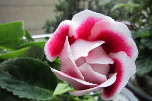 大岩桐花后能接种吗？这里知道来看看吧