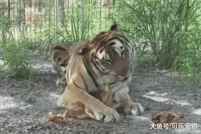 饲养员给老虎豹子吸猫薄荷，场面十分搞笑，真是撒娇打滚的大猫咪