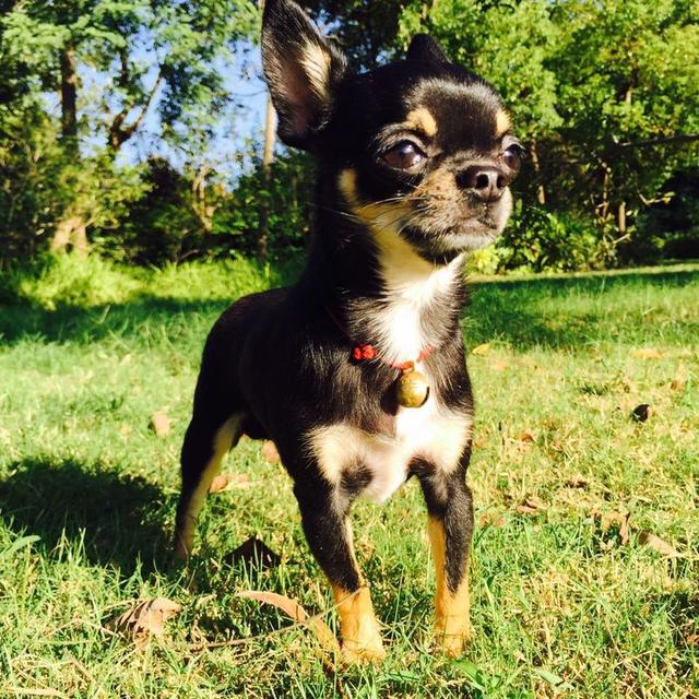 训练吉娃娃可不能给它压力，否则敏感的吉娃娃养起来真的很闹心