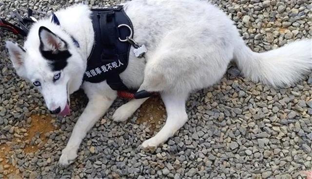 秃头二哈游泳时被嘲讽，不服输后努力学习刨水，最终学会了放弃