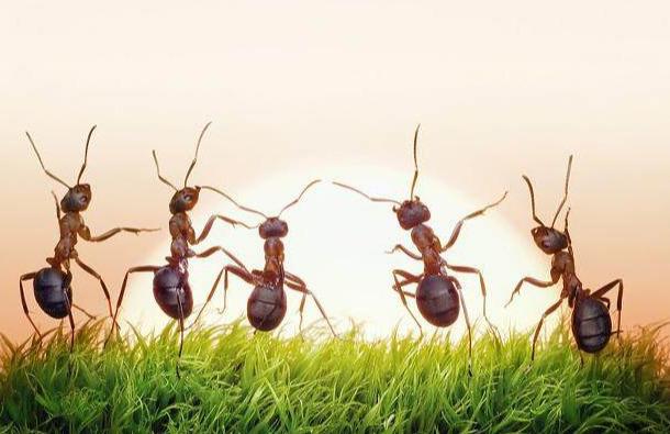 为什么说食肉军蚁是最可怕的动物之一？