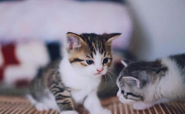 宠物猫买大猫还是买小猫？不懂这些，小心宠物店老板忽悠你