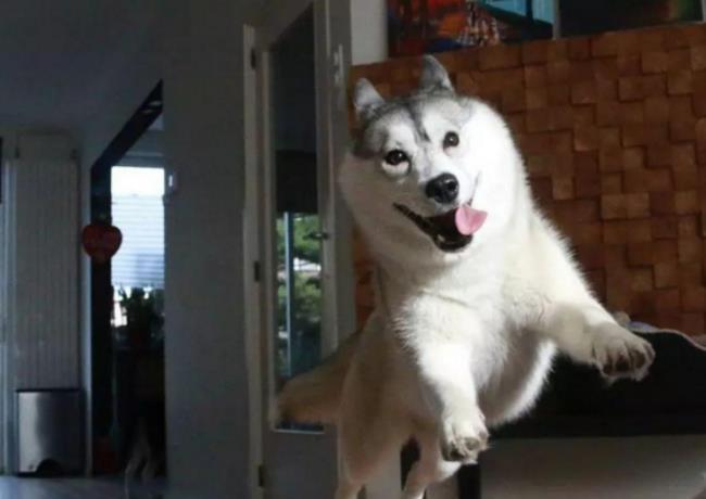 二哈想當警犬，悄悄溜進警察學院，逢人就要抱抱，試圖混進警犬