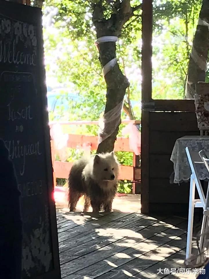主人婚礼用萨摩耶传递戒指，结果萨摩耶失踪，被发现时滚了一身泥