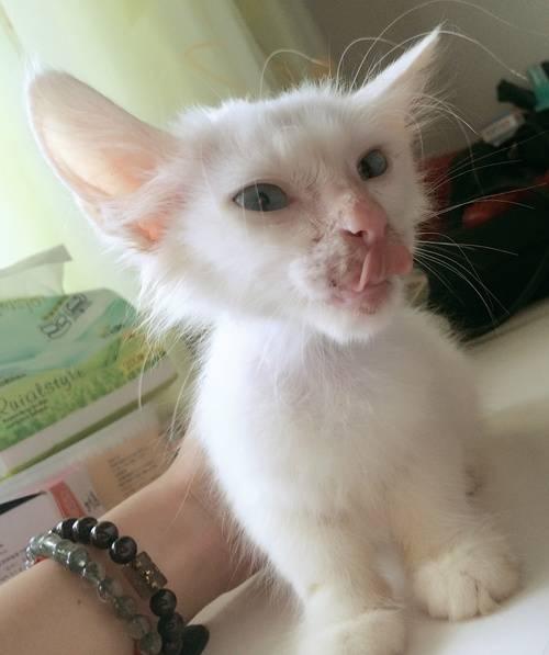 真的是猫大十八变啊！这还是我捡回来的流浪猫吗？