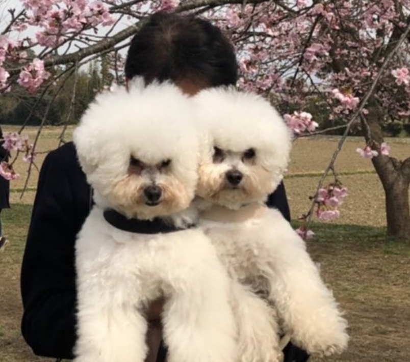 “我喜欢这公园，绝不回去汪！”12张狗狗的直率表情照让你笑不停