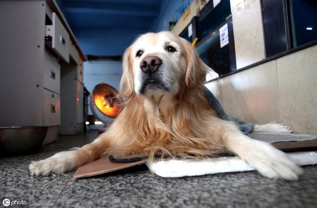 狗狗衰老的5个表现，说明它的生命进入“倒计时”！