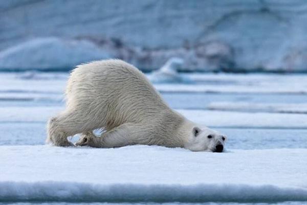 地球上10大珍稀动物，苏门答腊虎和大熊猫上榜，你知道几种？