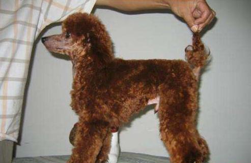 泰迪犬若有这5个特点，就一定不纯，你知道吗？