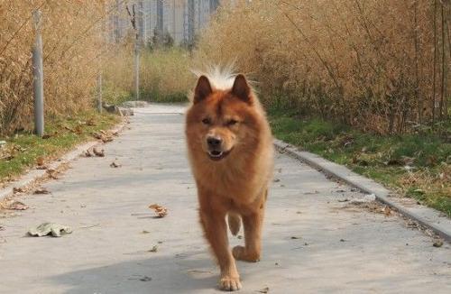 田园犬挣脱锁链外出狂奔, 看到主人立马收心, 网友: 脱缰的野狗