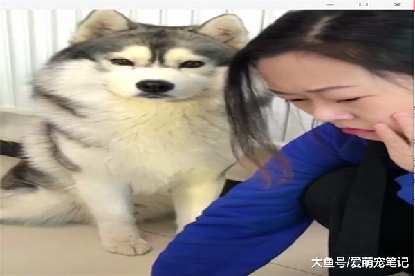 哈士奇走丢后, 主人以泪洗面发愁过年吃啥, 求旁边二哈的内心阴影