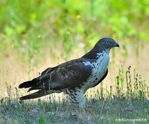 世界上頭最“鐵”的鳥，自帶盔甲免疫傷害，把馬蜂當零食