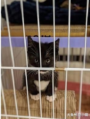 坏主人在猫咪面前吃鱼，想动手自己拿却被主人制止，萌猫一脸不爽