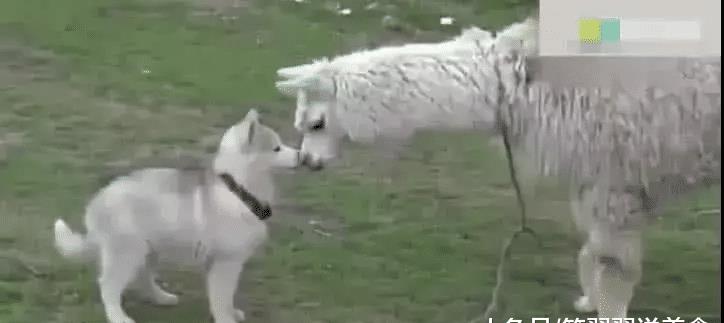 二哈以为羊驼是自己的妈妈，飞奔跑去喝奶，接下来的一幕令人笑喷