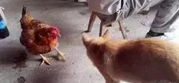 狗和鸡从小玩到大，主人杀掉鸡后把骨头给狗吃，狗却默默的流泪！