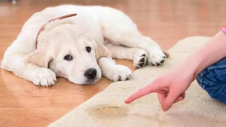 养狗可不是件容易的事, 许多方面需注意