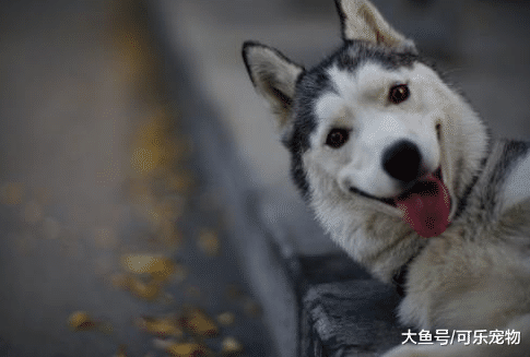 主人故意不理哈士奇，二哈会是怎样的反应？二哈：你真高冷