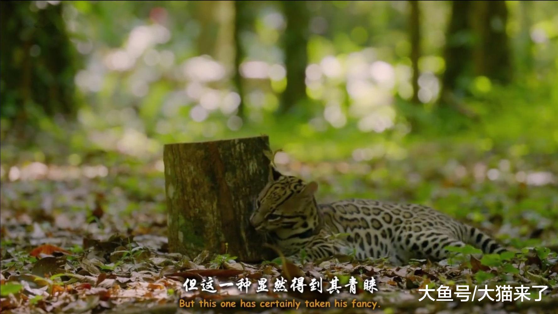 虎貓喜歡什么牌子的香水？男子用3種香水測試，結果虎貓選擇了它