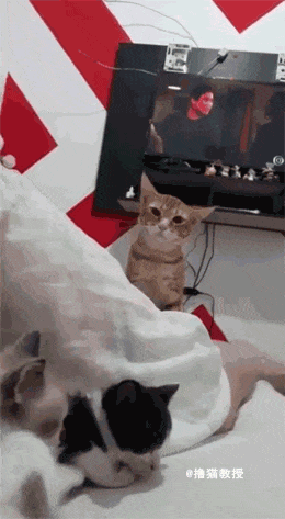 看着主人和新来的两只小猫相亲相爱 , 土著猫咪心里很不是滋味