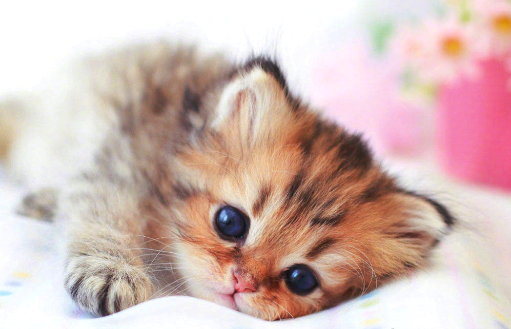 如果家里有一群这样的喵星人，恐怕谁也顶不住啊