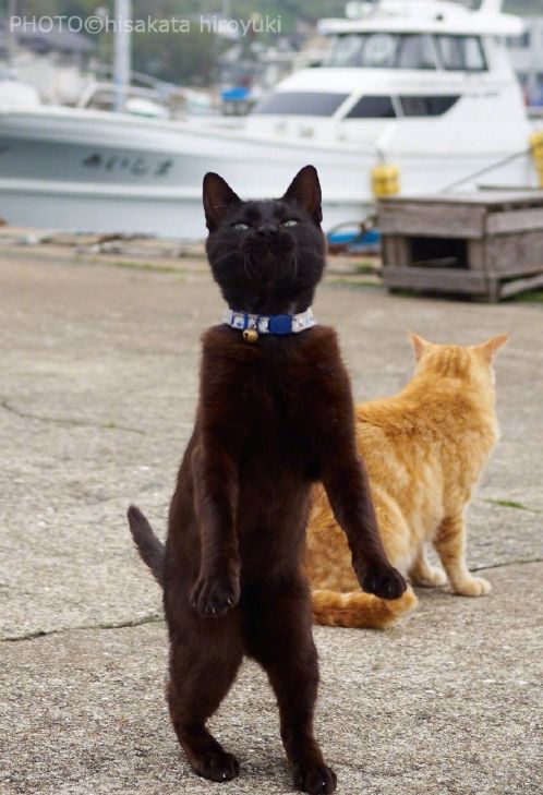 摄影师镜头下的黑猫，每一张都是表情包