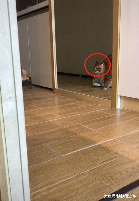 橘猫第一次看到镜子里的自己，吓得直接炸毛：天，这喵货是谁啊？