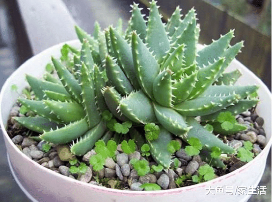 回家就应该养这4种植物，既能旺财又美观，关键还能净化空气