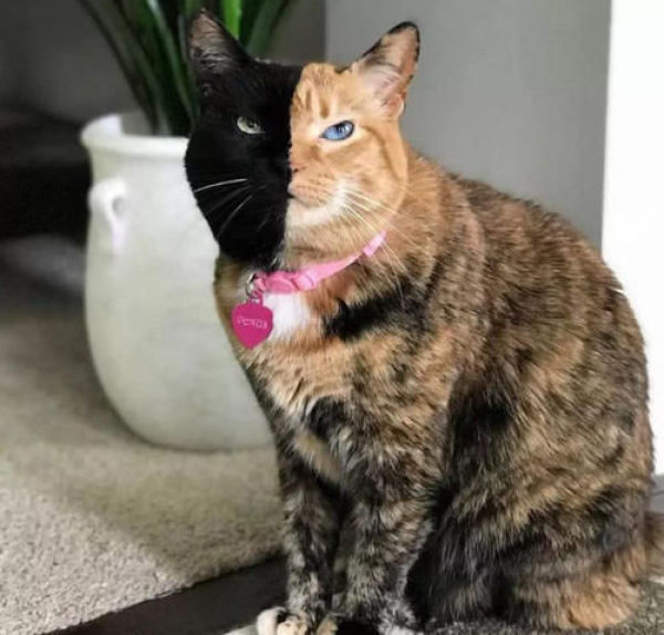 男子捡到“阴阳猫”，不久后许多人出高价买，前主人知道后悔不已