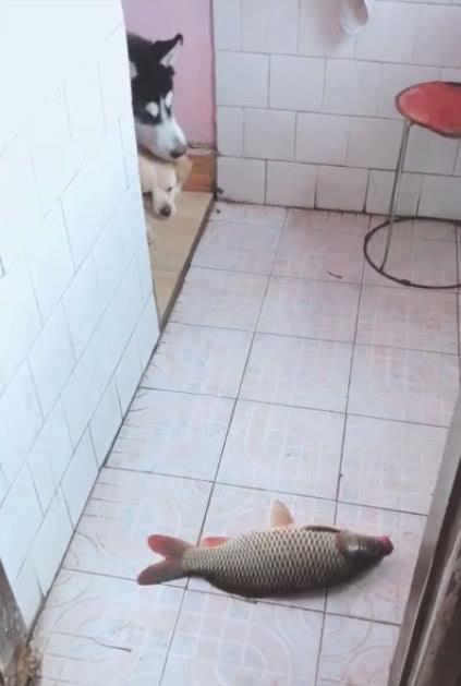 买的鱼跳出来了，哈士奇去帮忙，结果主人看到这无语的一幕！