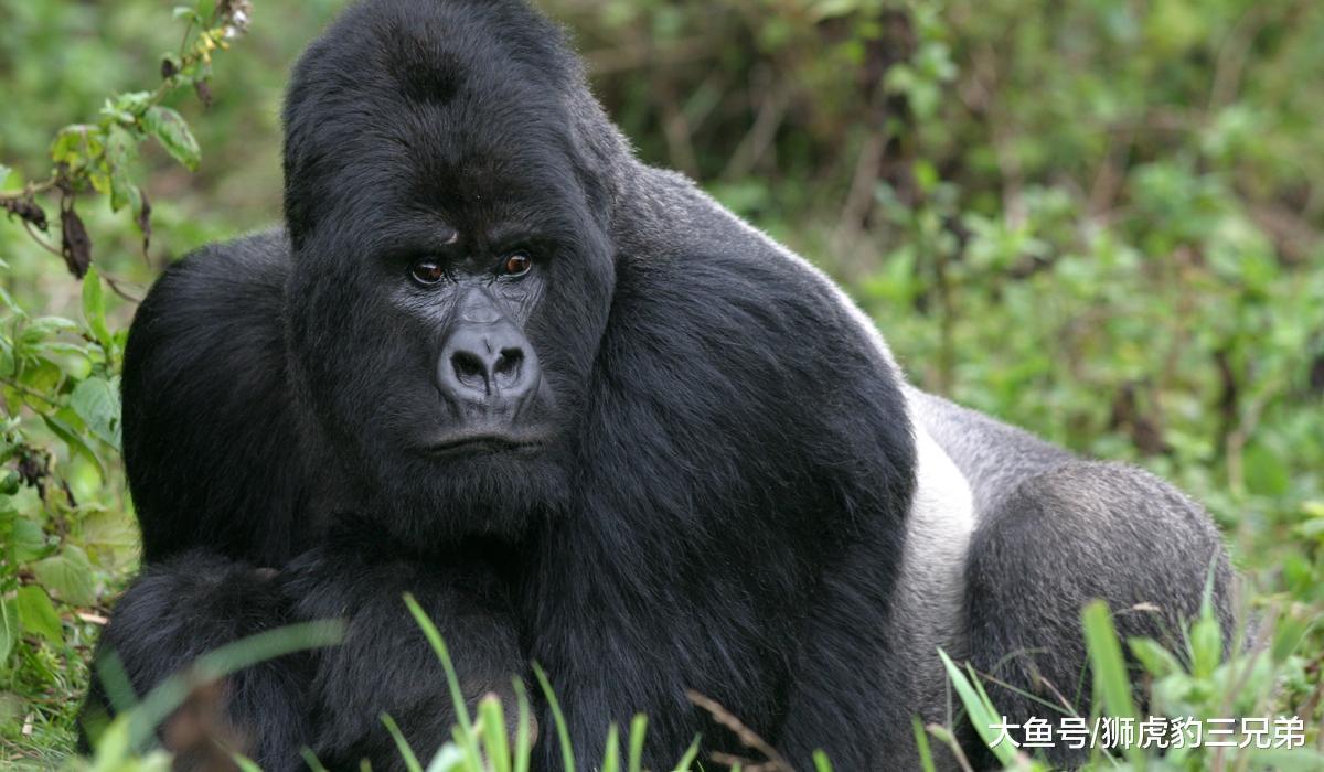 银背大猩猩能与老虎匹敌？先打赢这种排名第四的猫科动物再说