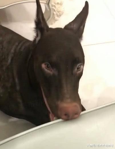 小伙收养流浪狗，回来越看越奇怪：你到底是猪还是驴？