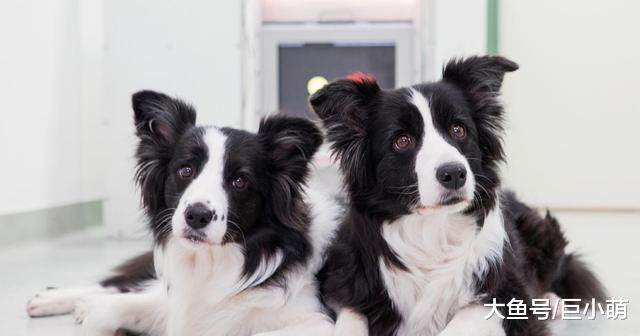 边牧智商高不代表服从性高，主人不注意这3点，可能会反被它驾驭