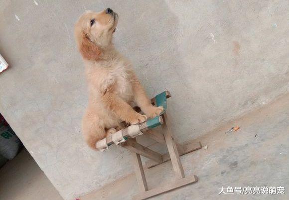 金毛寻到有缘人了，网友在集市上一眼就相中了它，看对眼了