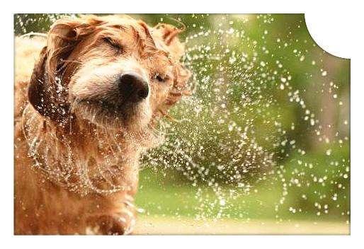 养狗很久并不代表就了解狗狗，狗狗的秘密，你知道几条？