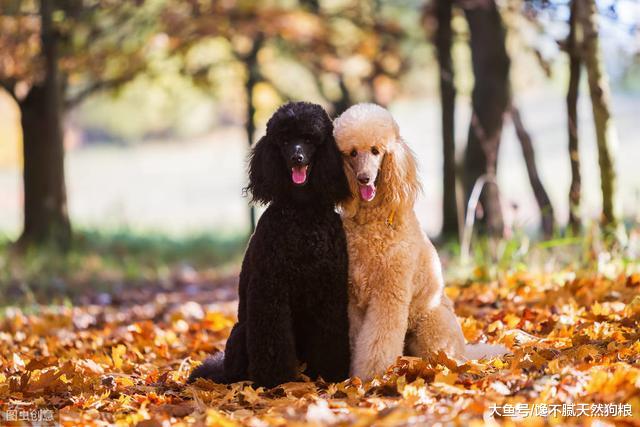 想养贵宾犬？劝你养黑色的，这5个优点，人人都说好