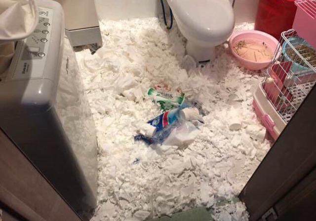 就是这只兔子，今天它充分证明了自己：我乃哈士奇转世