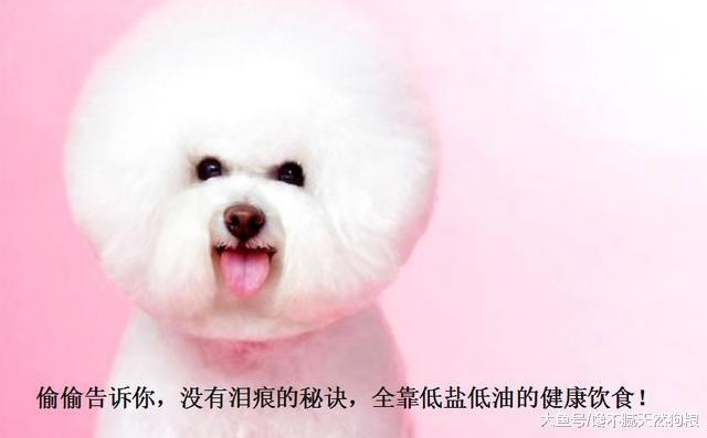 比熊犬的寿命很短, 但做好这6点, 可以适当延长几年的寿命!