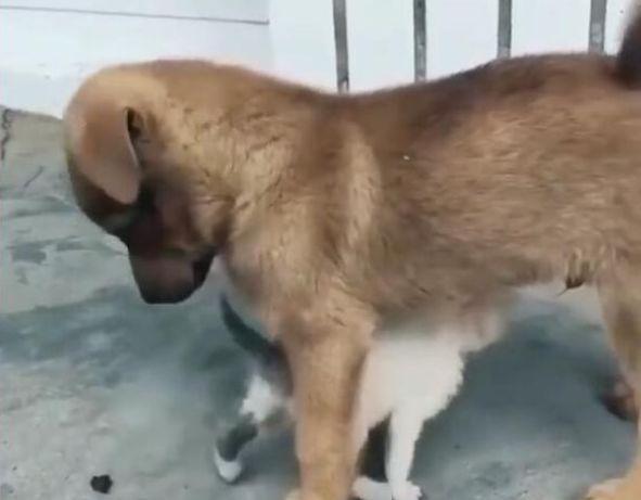 小奶猫认错妈妈, 到狗身上找奶吃, 狗妈一脸懵逼: 啥时候多个儿子