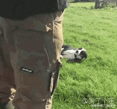 给大家看看正儿八经的金毛